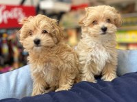 TÜY DÖKMEYEN Hİ̇POALERJENİ̇K SAFKAN TEACUP MALTİ̇POO