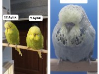 Show Jumbo Muhabbet Kuşu Erkekler
