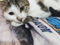 EVDE YALNIZ OLMAYI SEVEN MIRMIR KEDİMİZ
