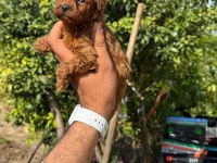 TEACUP KORE POODLE BEBEKLER AŞILI EĞİTİMLİ 