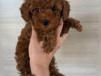 Dişi Ve Erkek Kore Korekan Poodle Yavrularım