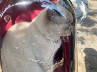 British shorthair sütlacımıza yuva arıyoruz