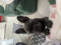Sahiplendirme french bulldog