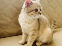 British shorthair kedisi