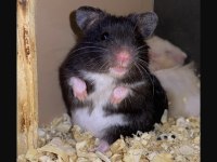 ADRESE TESLİM HAMSTER ŞUBEMİZ MARK ANTALYA ÇOK YAKIN
