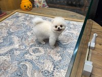 Ayıcık Surat Pomeranian Boo