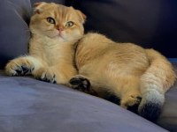 Safkan Gold Scottish Fold Yavrular Anne Baba Şecerelidir