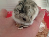 Minik Yavru Hamster