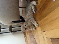 2.5 aylık British shorthair kedimiz