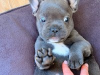 Mavi gözlü Blue french bulldog bebekler
