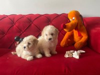 maltipoo köpeğimiz