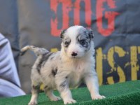 Safkan border collie ırk garantili yavrular