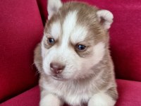 SAFKAN A KALİTE HUSKY YAVRULAR
