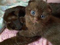 Çikolata Renkli Scottish Fold Yavrumuz Yuvasını Arıyor