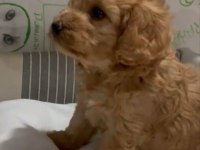 Poodle Ayarında Efsane Yavrular