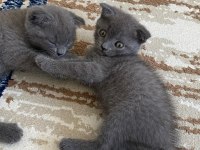 27 Temmuz doğumlu gri scottish fold yavrular
