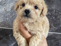 Orjinal bebek yum maltipoo bebekler