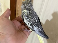 50 GÜNLÜK HARİKA SULTAN PAPAĞANI BEBEK