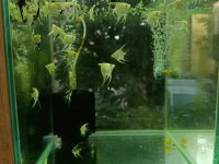 Gardenya Petshop Tum Canlı Doguran Cesıtleri Magazamızda