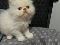 Show kalite ırk garantili iran kedisi bebeğimiz