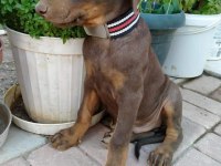 Dev doberman yavrular