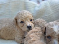 MİNİ MALTİPOO KÖPEKLER
