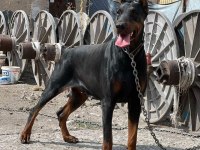Sağlıklı Siyah Ve kızıl Doberman Yavrularımız