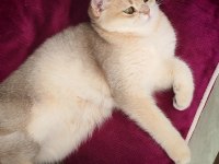 British Shorthair blue golden 5 Aylık dişi