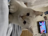 British shorthair silver point 2.5 aylık erkek bebek