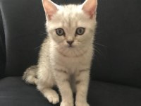 British shorthair 65 günlük yavru