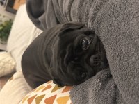 Çok sevdiğimiz pug kızımızı üzülerek sahiplendiriyoruz