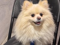 Pomeranian Oğlumuz Latte