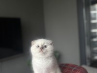 SCOTTISH FOLD BLUE POĞNT YAVRULARIM 