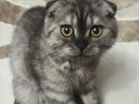 Dünya tatlısı scottish fold kızımız yeni yuvasını arıyor