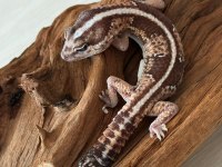 Sağlıklı Uysal Aft Gecko