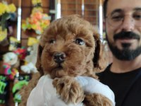 A SCR MUHTEŞEM TOY POODLE YAVRULARIMIZ