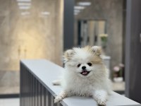 Köpek Pomeranian Boo