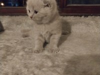 Scottish fold lilak rengi