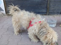 Terrier Dişi