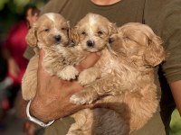 Maltipoo bebekleri teacup
