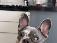 Çiftleşmek için erkek french bulldog aday arıyoruz