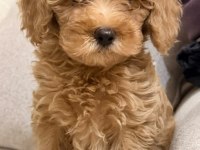 A kalite Maltipoo bebekler