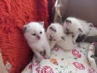 Safkan british blue point yavruları