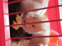 1 aylık hamster