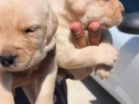 Şampanya labrador yavruları