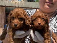 Toy poodle yavrularımız