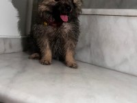 SEVİMLİ POMERANİAN YAVRULAR
