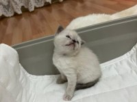 Beyaz yavrularımız british shorthair