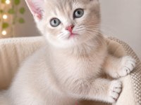 British Shorthair Dişi Yavrular