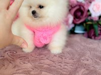 MİNİ BOY AYICIK PRENSES POMERANİAN